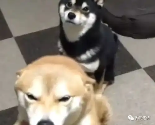  黑色柴犬在家遭冷落,一个委屈到快哭的表情让主人
