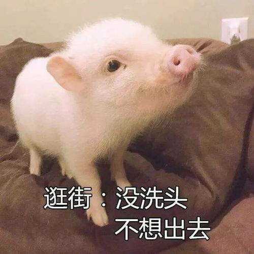  这就是为什么我一年四季都想宅