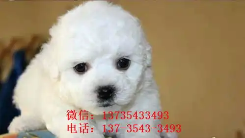  广州宠物狗狗犬舍出售纯种比熊犬幼犬领养狗市场买狗卖狗