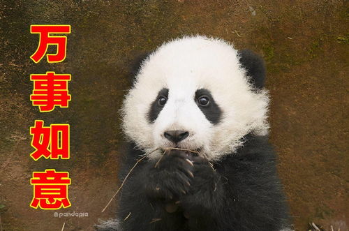  出彩滚滚收好这套滚滚拜年表情包