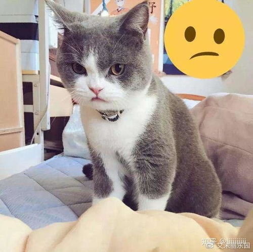  猫咪会知道自己被绝育了那