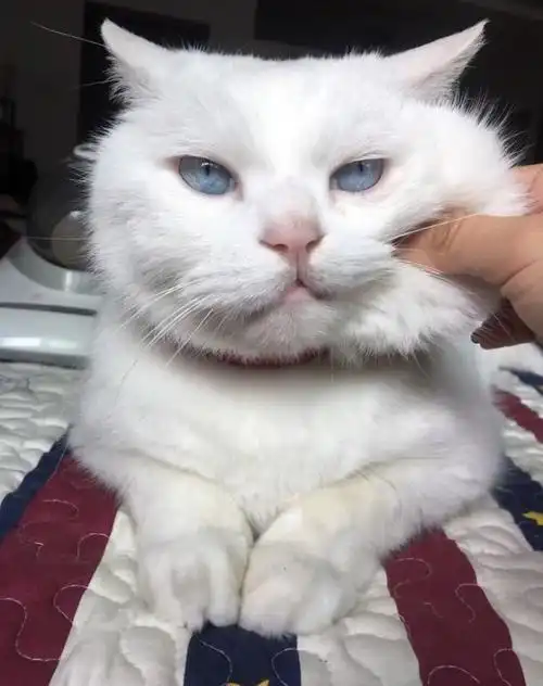  铲屎官的历史性难题到底是猫在吸你,还是你在吸猫