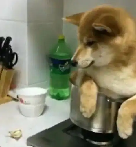  主人把柴犬炖了,狗狗坐在锅里真的害怕了,小表情好可怜