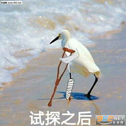 qq用的小表情包小缘