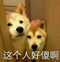 网红狗表情包柴犬