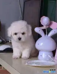  出售纯种比熊幼犬,喜欢的可上门看狗,包健康纯种欢迎爱狗人士