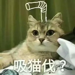  戏精不是attentionbitch,别让老外看了笑话