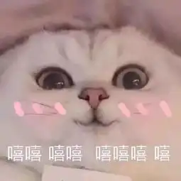 下面有请小可爱代表圆法式上场