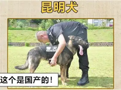  缉毒汪偷吃水果神反转
