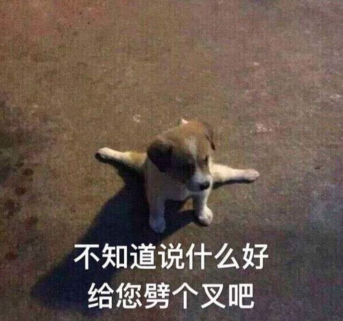  赵喜娜中文道歉,速9再次被推上风口浪尖