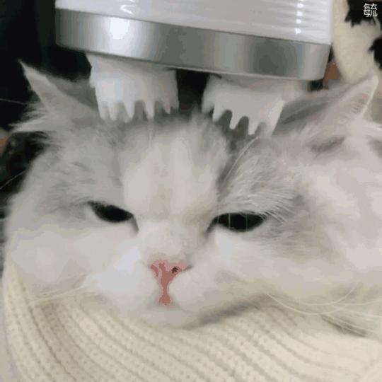 你有哪些可爱的猫猫照片