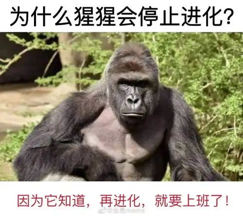 猩猩摊手表情包开心一刻