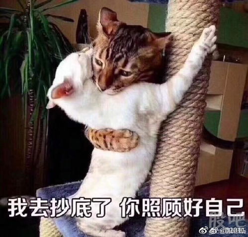 情侣表情包撩男友动图观