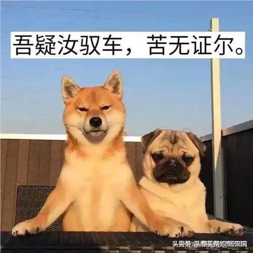  有哪些有趣的狗头表情包