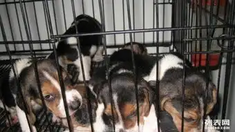  繁殖纯种比格幼犬可随时到家来挑选公母都有