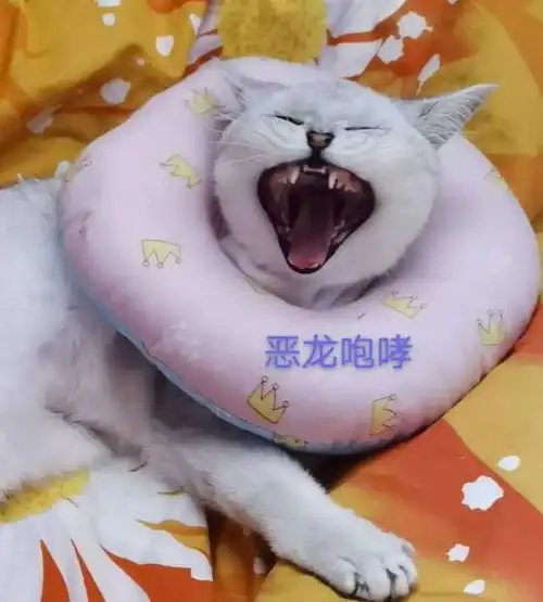  加了群之后,才发现我家的是假金毛