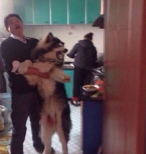  家里的狗狗看见女主人在做饭,一直不肯离开,最后被男主人硬拖走