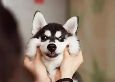 狗头图片表情包哈士奇航