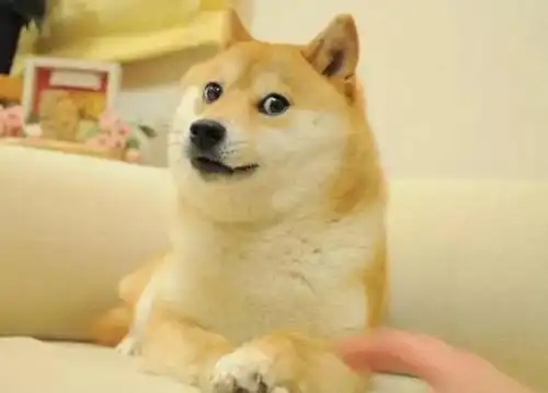 柴犬带字表情包che