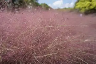 大宁附近又一赏花圣地来啦一大片粉色花海盛开正当时,太惊艳了 大宁附近又一赏花圣地来啦一大片粉色花海盛开正当时,太惊艳了