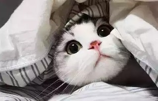  话题为什么圆脸比瓜子脸好看