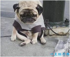  世界上最忧伤的狗,表情好让人心疼