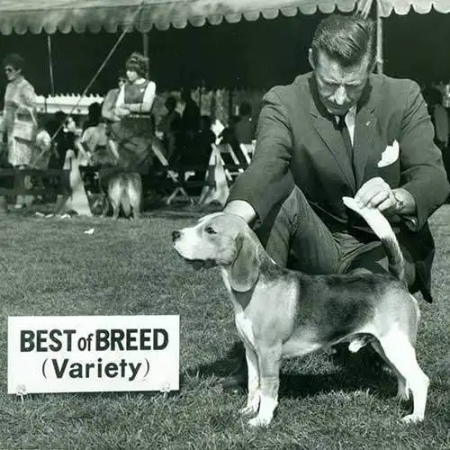  寻根问祖系列121比格猎犬beagle